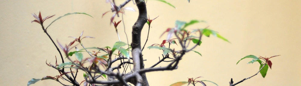 ジオラマ・情景模型の製作